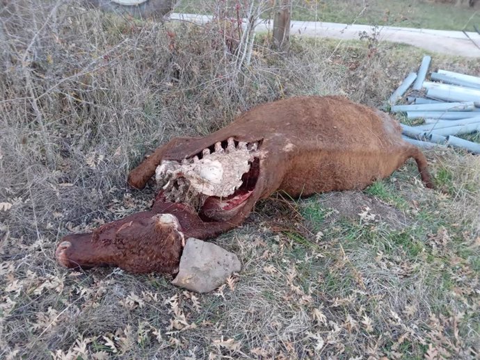 Archivo - Foto del sindicato Asaja sobre ataques del lobo a animales