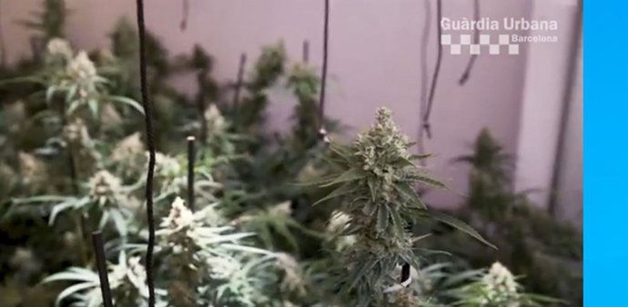 Plantació de marihuana