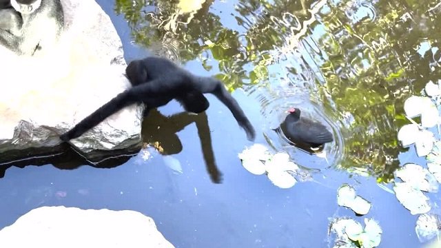 Chimpancé contra ave captado en vídeo