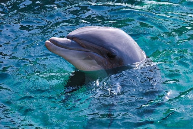 Ejemplar de delfín