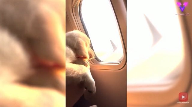 Cachorro de Golden Retriever disfruta del atardecer en un avión