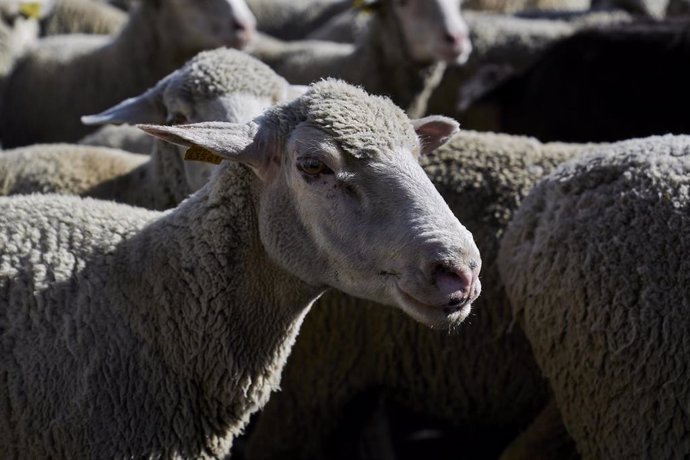 Archivo - Varias de las ovejas del rebaño trashumante