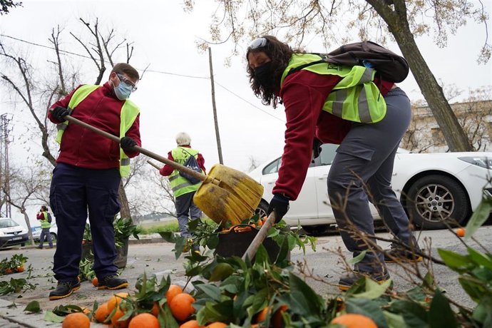 Recogida de la naranja en las calles de Córdoba.