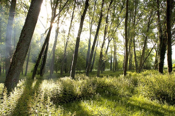 Archivo - Cantabria incrementa un 15% el presupuesto del Plan de Aprovechamiento Forestal en Montes de Utilidad Pública