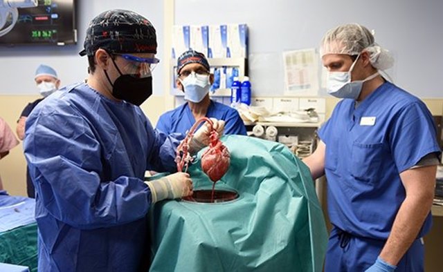 Archivo - Científicos y médicos de la Facultad de Medicina de la Universidad de Maryland realizan el primer trasplante exitoso histórico de corazón porcino a un ser humano adulto con enfermedad cardíaca en etapa terminal
