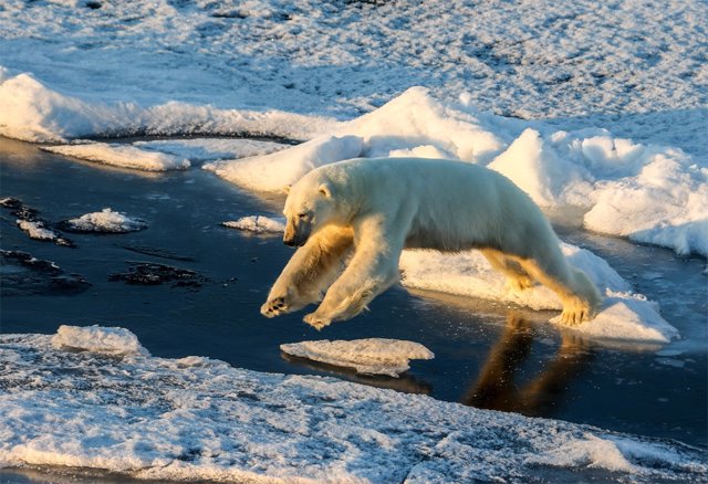 La extensión del hielo marino del Ártico ha disminuido en todas las estaciones con un retraso en la congelación hasta fines del otoño o incluso principios del invierno.