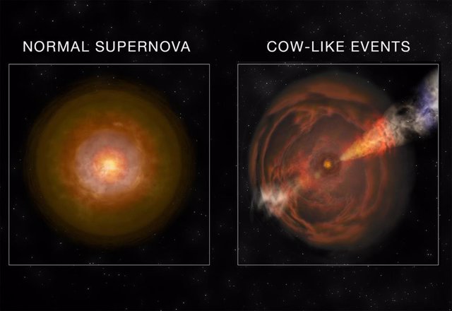Ilustración que compara una supernova normal con una supernova 'vaca'.