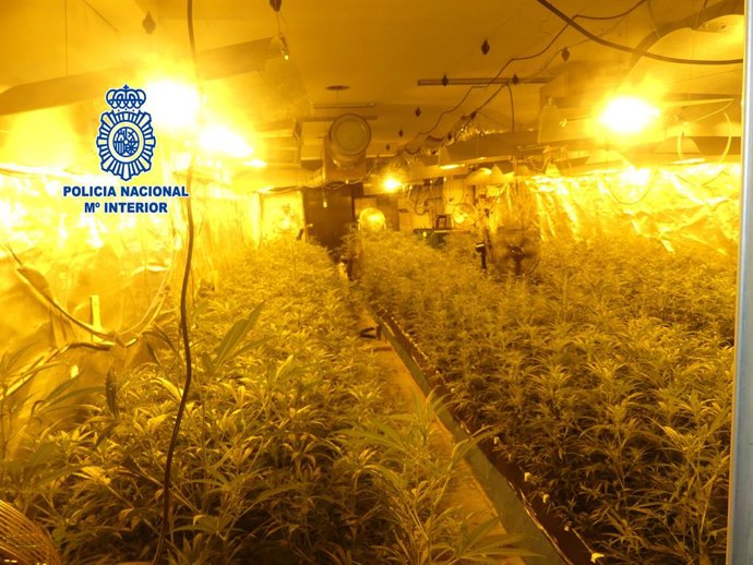 Imatge de les 795 plantes de marihuana en un pis de Rubí (Barcelona)