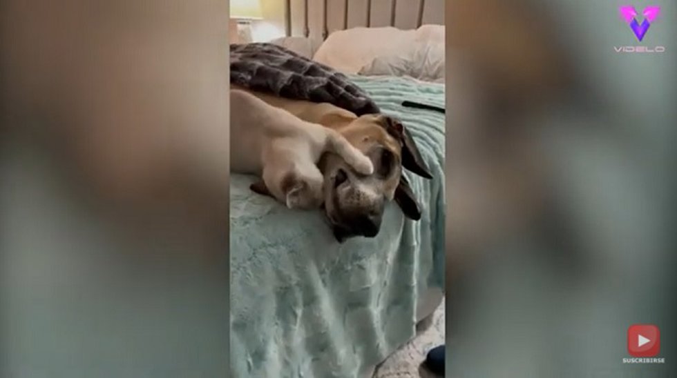 La entrañable amistad entre dos grandes daneses y un gato de ochos meses