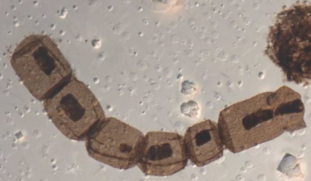 Microfotografía del fósil Arctacellia tetragonala, uno de los primeros fósiles inequívocos de eucariotas fotosintéticos.