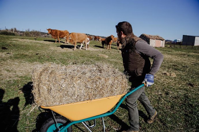 El ganadero profesional, Ángel del Valle, reparte alimento para su ganado en su finca en Colmenar Viejo, a 12 de enero de 2022, en Madrid (España). Esta producción de ganadería extensiva cuenta con 70 hectáreas de terreno con vacas y toros. Su propietar