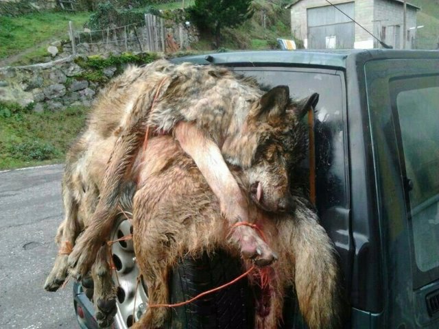 Archivo -     OVIEDO, 29 8EUROPA PRESS)     Numerosas entidades ecologistas y de defensa de los animales han firmado un comunicado en el que vuelven a denunciar una política de gestión del lobo errática e irracional por parte del Principado de Asturias, q
