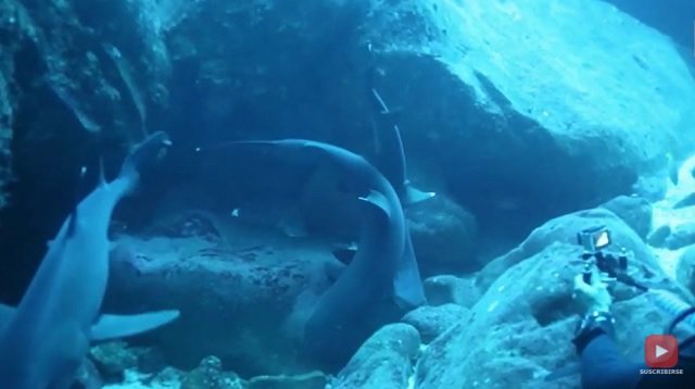 Extraño comportamiento entre dos tiburones blancos captado en vídeo