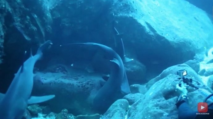Extraño comportamiento entre dos tiburones blancos captado en vídeo