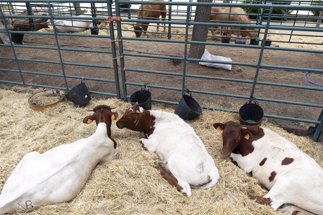 Archivo - Varias vacas de distintos tipos, durante una muestra de ganado, en el primer día de la IV Feria del Ganado de El Escorial, a 11 de junio de 2021, en El Escorial, Madrid, (España). Esta Feria de Ganado se celebra los días 11, 12 y 13 de junio en 