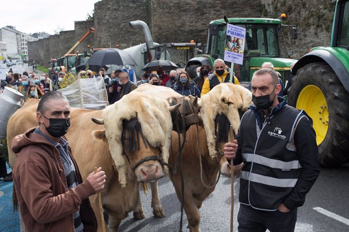 Archivo - Dos ganaderos con sus vacas, durante una tractorada convocada por Agromuralla en Lugo para exigir mejor precio de la leche, a 4 de noviembre de 2021, en Lugo, Galicia (España). La tractorada en la que han participado 1.000 personas y 22 tracto