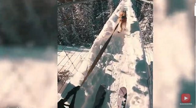 Una esquiadora utiliza a su perro para que le arrastre por un puente helado