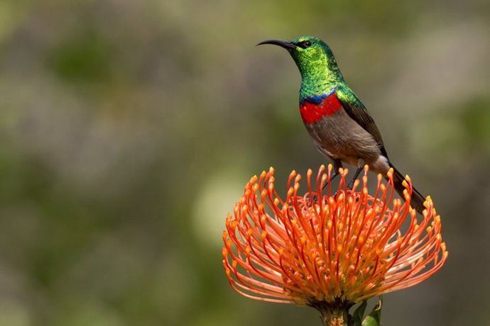 Los pájaros del sol de doble collar menores están relacionados con los pájaros del sol de doble collar del este, los llamados pájaros del sol de la isla del cielo, que los investigadores de Berkeley estudiaron