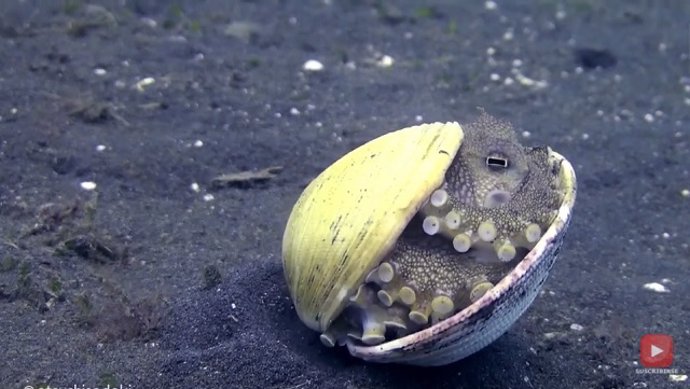 Una adorable pulpo bebé se esconde en una diminuta concha marina