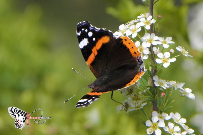 Archivo - MDA Vanessa atalanta