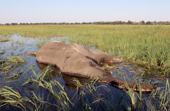 Un elefante muerto por causas desconocidas en Okavango Botsuana, 5 de marzo de 2019.
