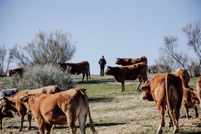 Una mujer observa el ganado en una finca de ganadería extensiva en Colmenar Viejo, a 12 de enero de 2022, en Madrid (España). Esta producción de ganadería extensiva cuenta con 70 hectáreas de terreno con vacas y toros. La consejera de Medio Ambiente, Vi