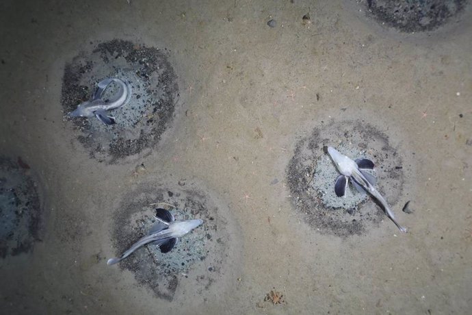 Un equipo de investigación del Instituto Alfred Wegener ha registrado más de 10.000 nidos del pez de hielo Neopagetopsis ionah con un sistema de cámara en el fondo del mar de Weddell en la Antártida meridional.
