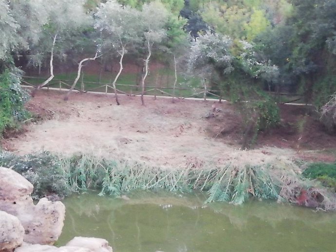Vegetación en una de las márgenes de la ribera del Guadaíra.