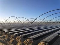 SEO/BirdLife muestra su rechazo a la proposición de ley de "amnistía de regadíos ilegales" en Doñana