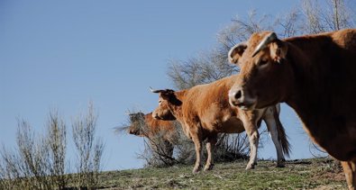 Medio Ambiente