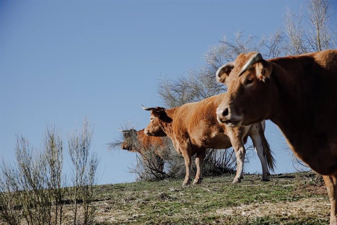 Un grupo de vacas pastando en una finca de ganadería extensiva en Colmenar Viejo, a 12 de enero de 2022, en Madrid (España). Esta producción de ganadería extensiva cuenta con 70 hectáreas de terreno con vacas y toros. La consejera de Medio Ambiente, Viv