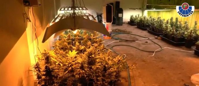 Cultivo de marihuana desmantelado en Leioa (Bizkaia)  por la Ertzaintza
