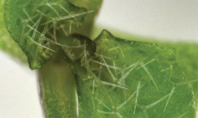 Una imagen de una planta de Arabidopsis thaliana, pariente de la mostaza, desarrollándose correctamente.