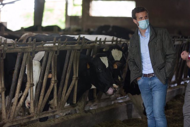 Archivo - El presidente del PP, Pablo Casado, durante su visita a una explotación láctea, en Cospeito, Lugo, Galicia (España), a 29 de junio de 2020.