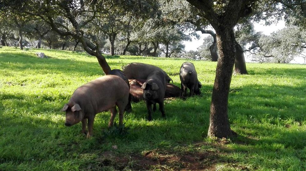 Archivo - Ejemplares de cerdo ibérico.