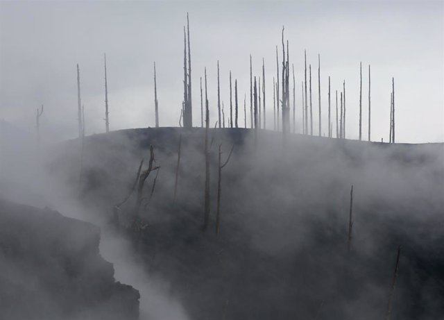 Zona de vegetación desde el acceso a una de las zonas restringidas de La Palma 'El Pilar', afectada por la erupción del volcán de Cumbre Vieja, a 27 de diciembre de 2021, en La Palma, Canarias, (España).
