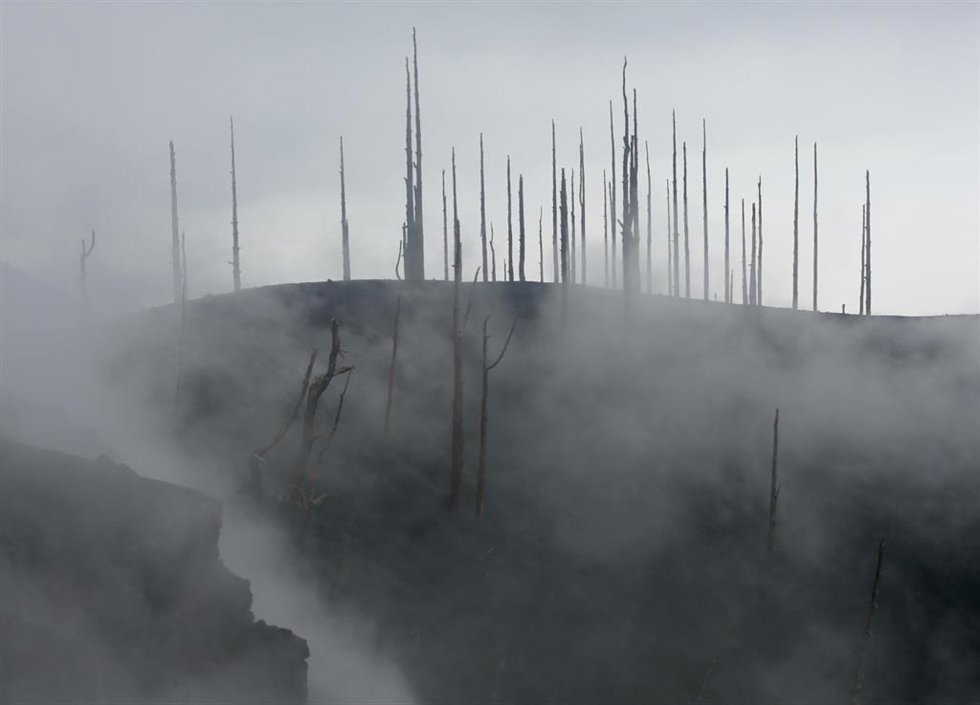 Zona de vegetación desde el acceso a una de las zonas restringidas de La Palma 'El Pilar', afectada por la erupción del volcán de Cumbre Vieja, a 27 de diciembre de 2021, en La Palma, Canarias, (España). Tras 85 días de actividad, el pasado 25 de diciem