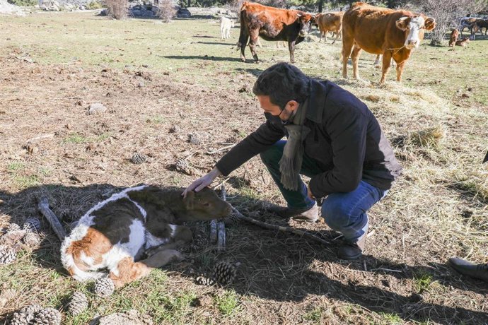 El presidente del PP, Pablo Casado, toca un ternero, durante su visita a una explotación ganadera extensiva de vacuno en Navas del Marqués, a 14 de enero de 2022, en Navas del Marqués, Ávila, Castilla y León (España).