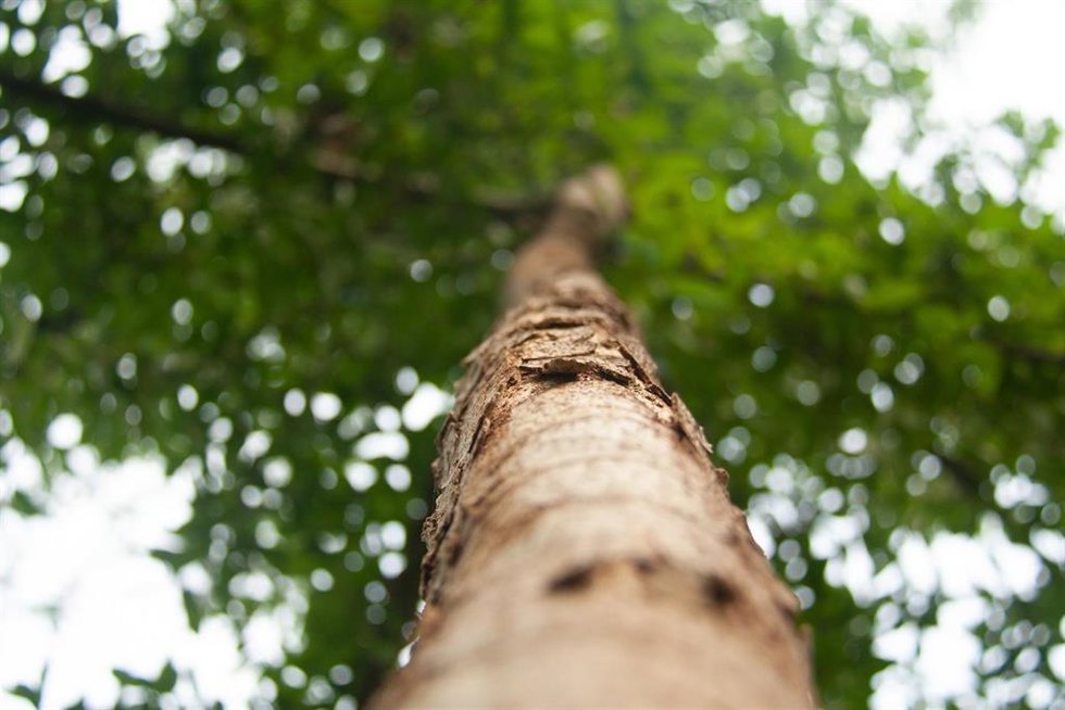 JUNTA CENTRAL FALLERA INVITA A LOS JUVENILES A REFORESTAR EL MEDIO NATURAL CON LA PLANT VERDA