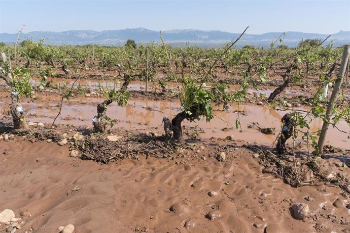 Archivo - Viñedos destrozados por la tormenta en las inmediaciones de la localidad de Fuentemayor, a 15 de junio de 2021, en Fuenmayor, La Rioja (España). 