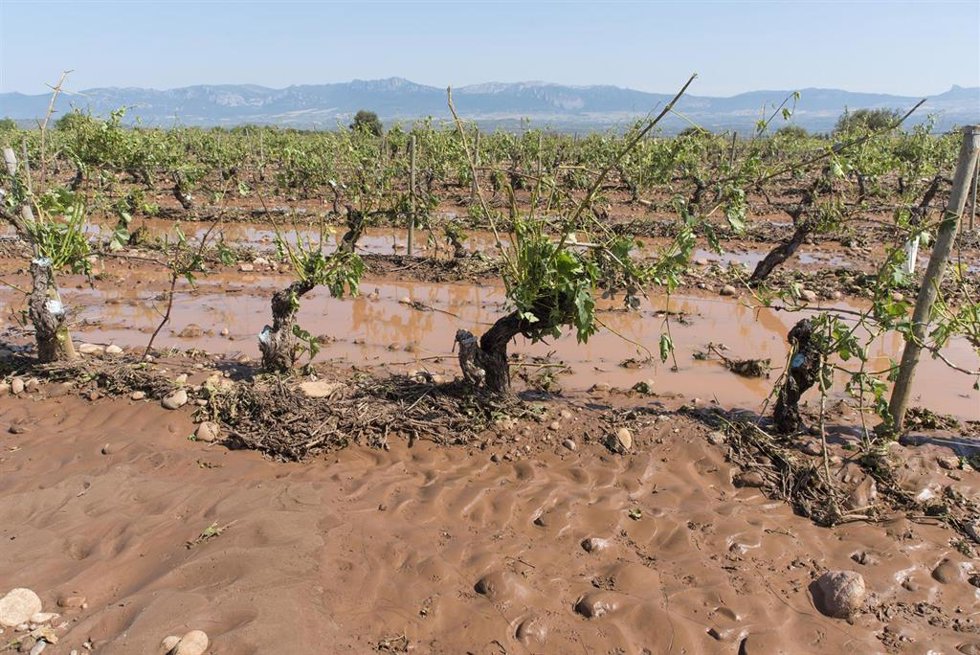 Archivo - Viñedos destrozados por la tormenta en las inmediaciones de la localidad de Fuentemayor, a 15 de junio de 2021, en Fuenmayor, La Rioja (España).