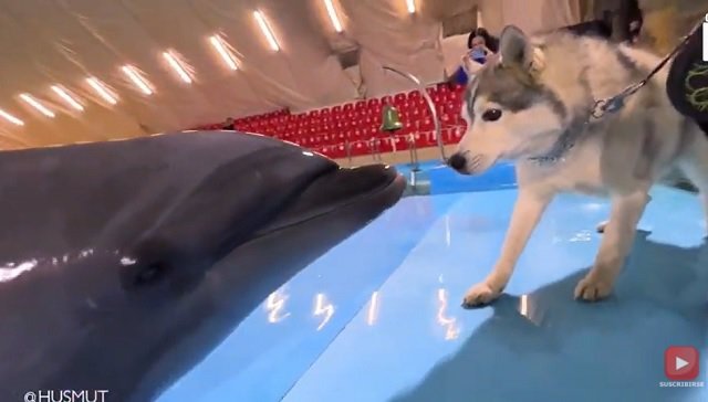 Sorprendente encuentro entre un husky siberiano y unos delfines