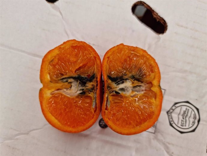 Una mandarina detectada en una inspección portuaria procedente de un país tercero afectada por Thaumatotibia leucotreta