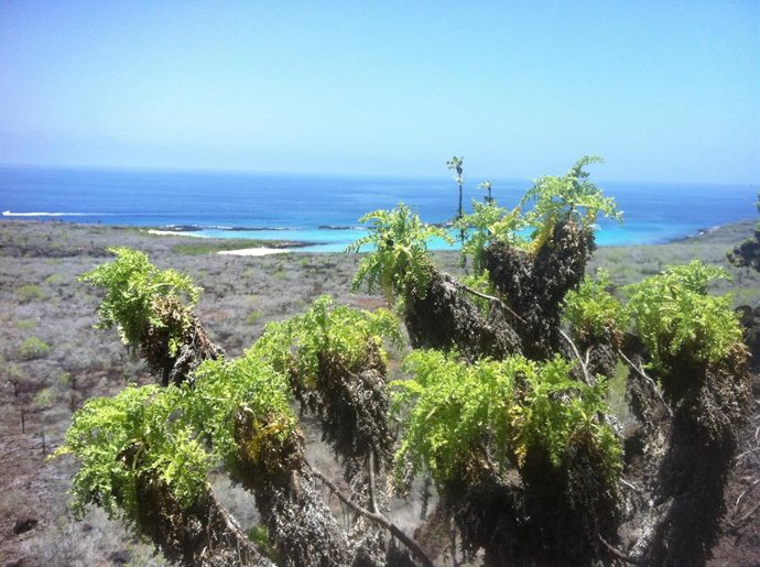 Archivo - Scallesia Helleri, una de las 15 especies de las conocidas como 'Margaritas de Darwin' en las islas Galápagos (Ecuador).