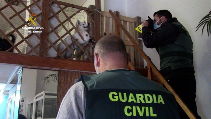 Agentes de la Guardia Civil en uno de los locales de la empresa investigada por comercialización presuntamente ilícita de animales.