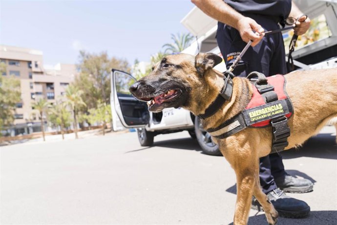 Archivo - Perro de Protección Civil