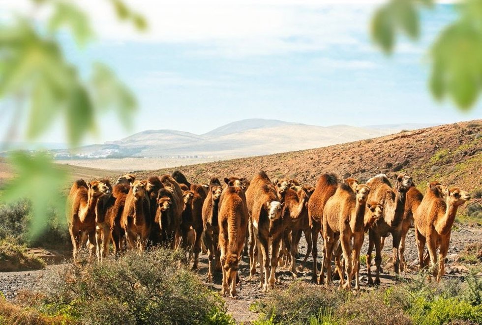 Archivo - Oasis Wildlife Fuerteventura