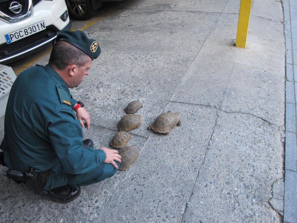 Tortugas recuperadas.
