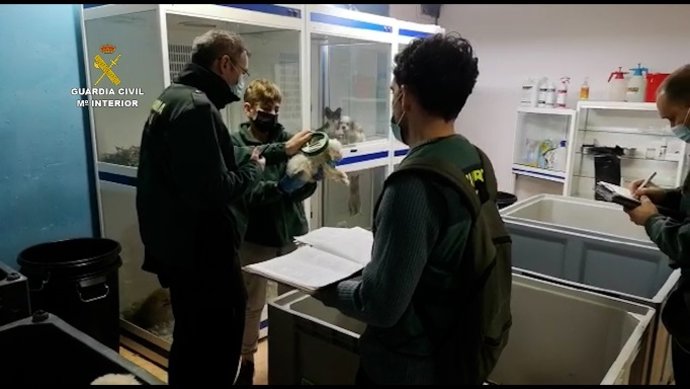 La Gurdia Civil investiga una empresa per la comercialització illícita d'animals domstics.
