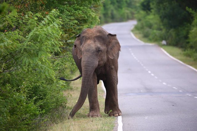 Un elefante en una carretera de Sri Lanka